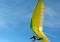 Hang Gliding in Dallas Dallas-TX hanggliding_in_dallas_10 8