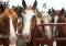 Cypress Trails Houston-TX humble-horseback-riding-trail-ride-2-600x345 2