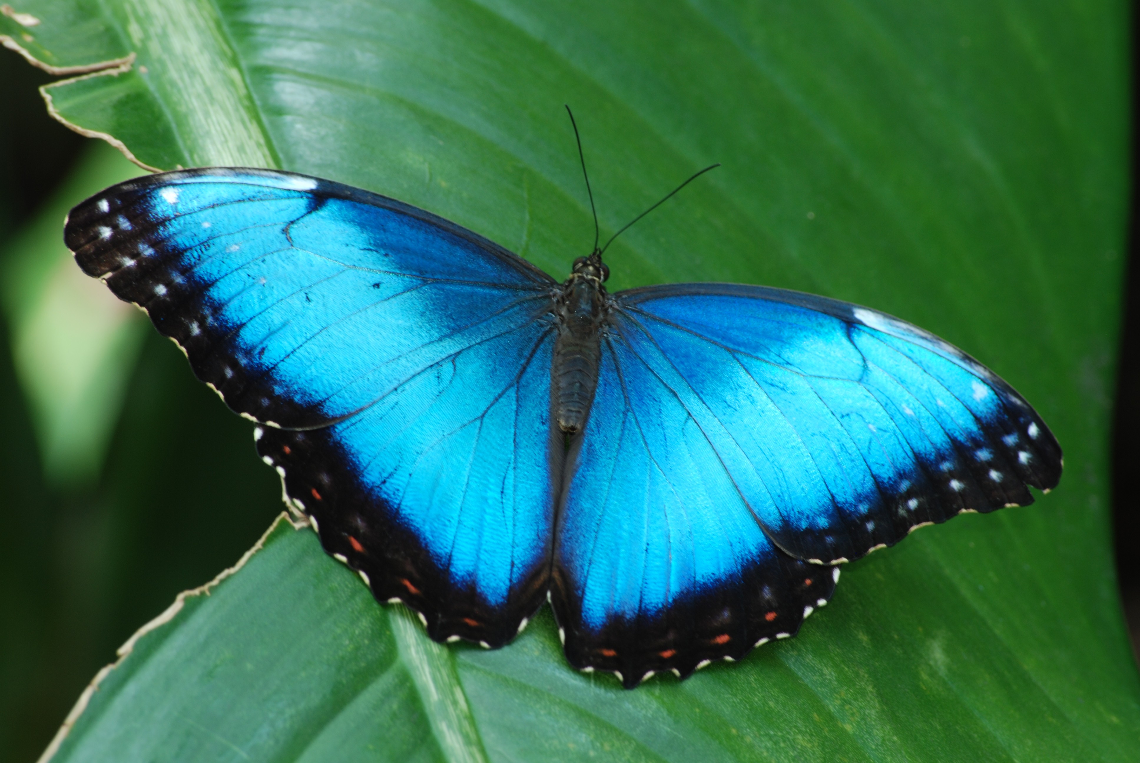 Cockrell Butterfly Center 